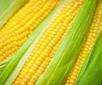 玉米