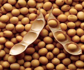 大豆